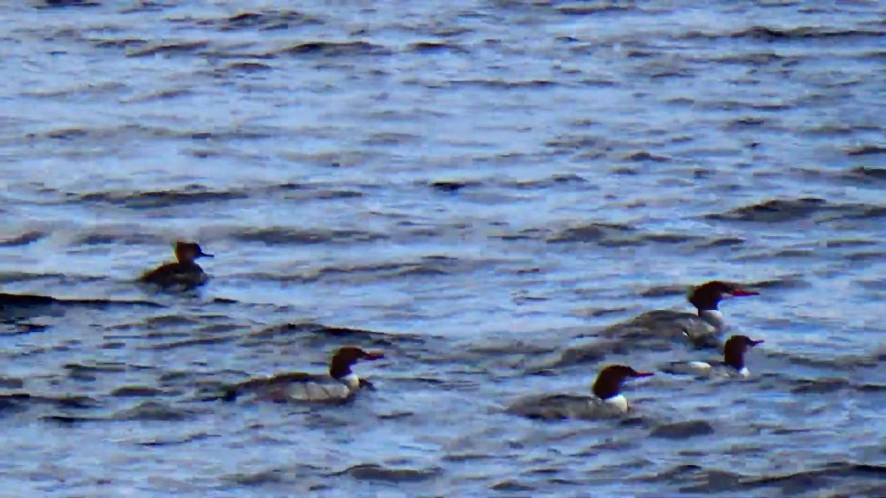 Mergansers