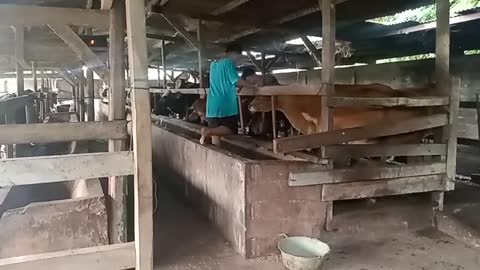 Cow