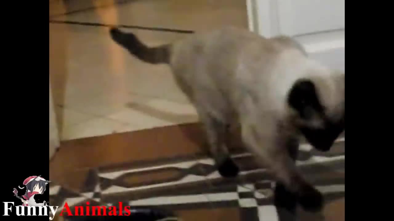 Drunk Animals - Funny Animals Compilation