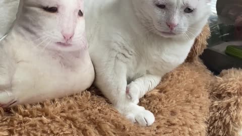 White cat