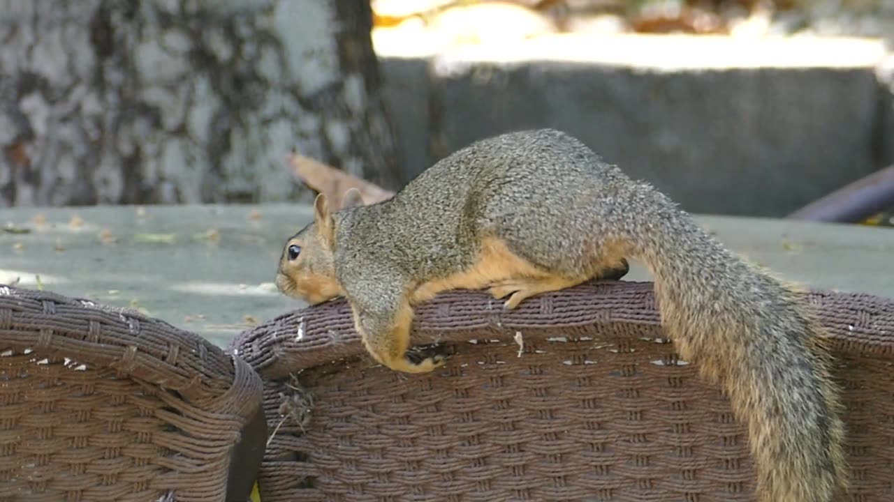 Squirrel chills