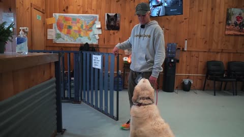 Dog Training - Stop It From Pulling - Golden Retriever