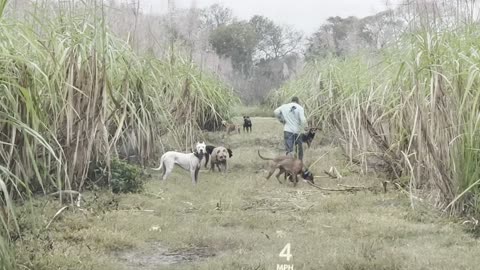 Dog Hunt & Talk w⁄ Dogo Argentino breeder.