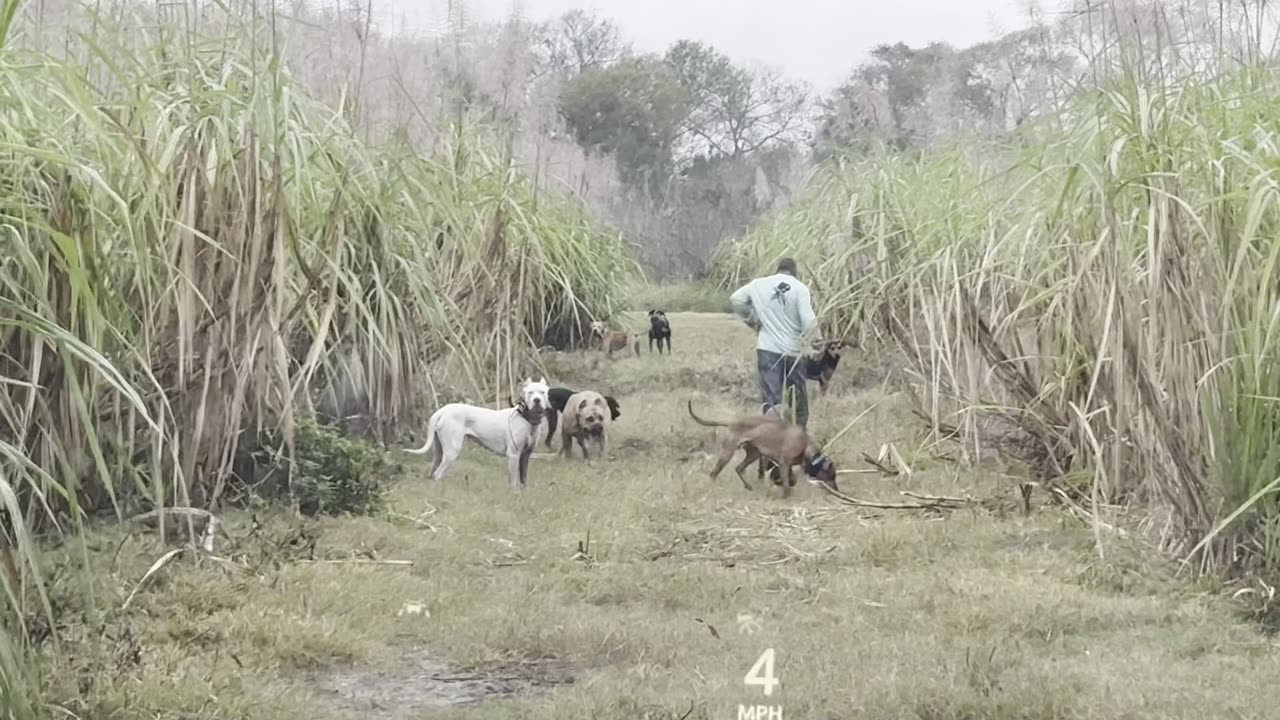 Dog Hunt & Talk w⁄ Dogo Argentino breeder.