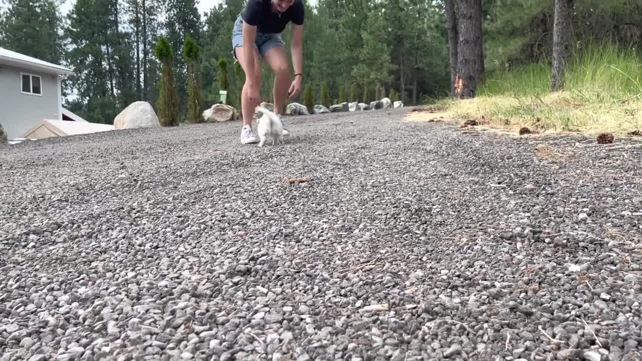 Best Bowtie Pomsky Love - Milo, one wild Posmky Puppy!