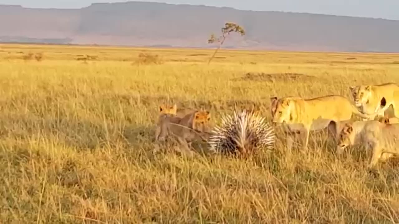 Porcupine Too Danger! Lion, Leopard and Python Risked Their Lives When Hunting Porcupine | Wildlife