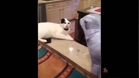 animal funny videos