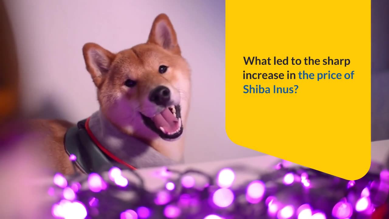 The Big Shiba Inu Prediction for February 2023 – Can the Price Explode Further?