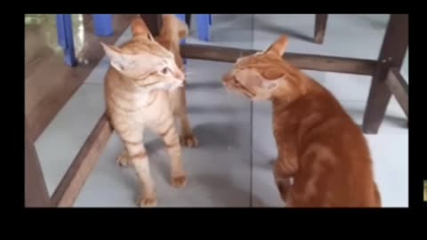 Cats fighting with each other