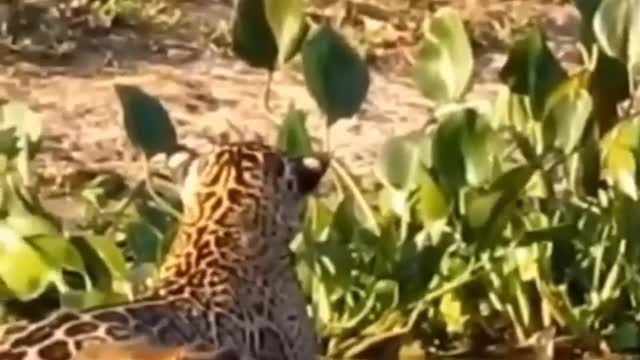 A Caça Bem Perto...