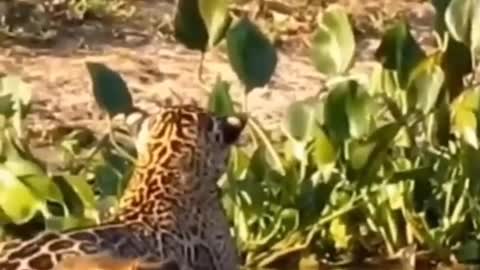 A Caça Bem Perto...