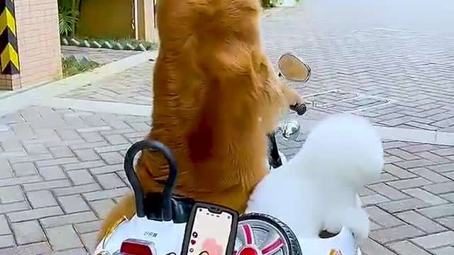 The little golden retriever # # # of pet dog dog is a man