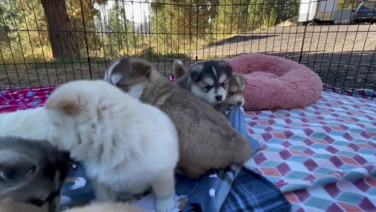 Best Bowtie Pomsky Love - Best Pomsky Puppies at Play, Puppies for Sale!