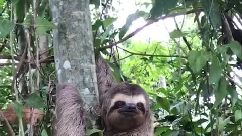 SLOTH SAVE