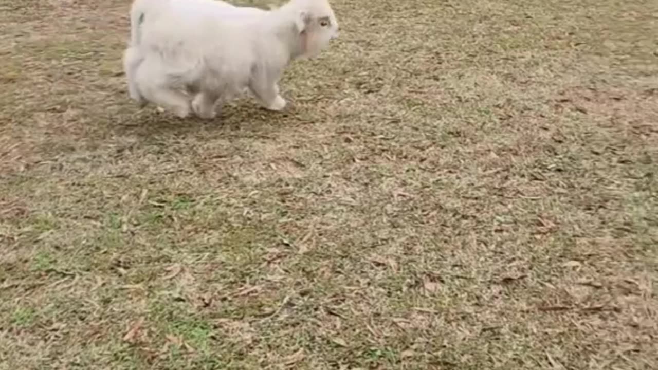 Mini cow