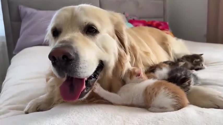 Tiny Kitten Shows Love to a Golden Retriever