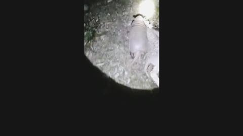 when the armadillo attacks the calf