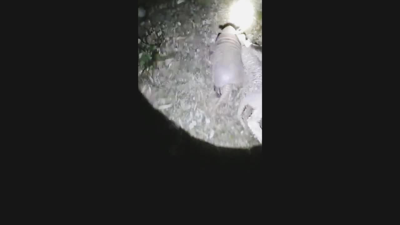 when the armadillo attacks the calf