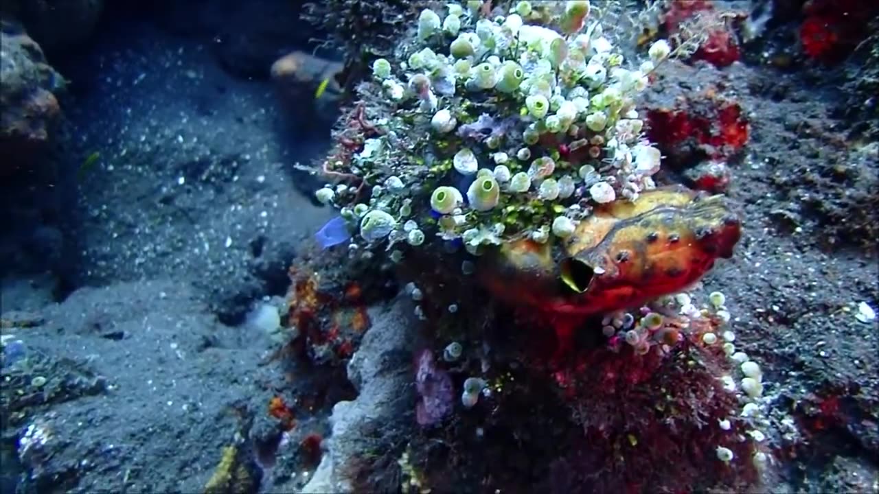 Bali Diving, Drop Off, Tulamben Part-7