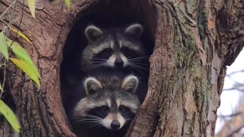 Raccoons