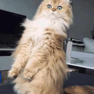 Cute Cat Gif