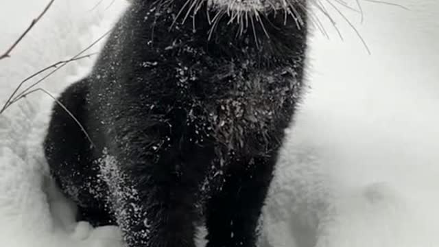 Panther having fun in the snow🐈⬛🐈⬛🐈⬛