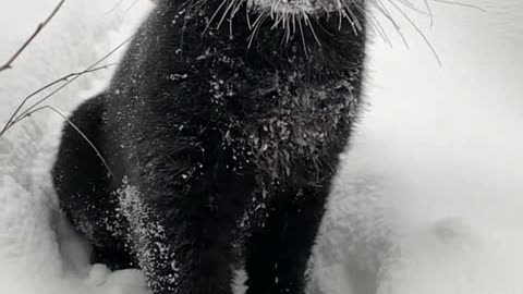 Panther having fun in the snow🐈‍⬛🐈‍⬛🐈‍⬛