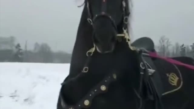 #Black horse 🐎🐎🐎 #Dark Black horses #Horses of youtube #Funny horses 2023 #horse videos2023