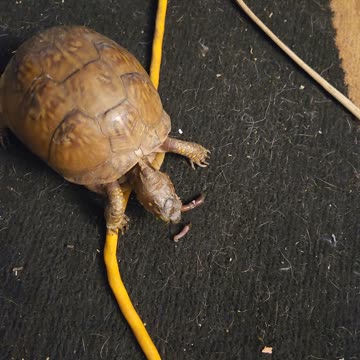 Yoda gettin her treat