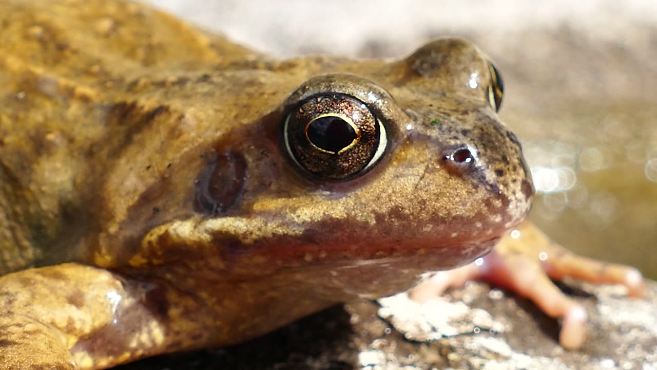 The Asiatic grass frog