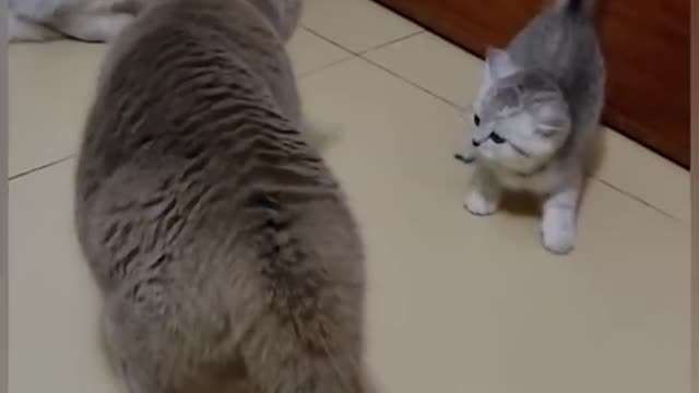 The cats fight