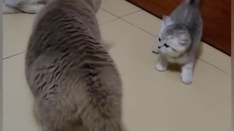 The cats fight