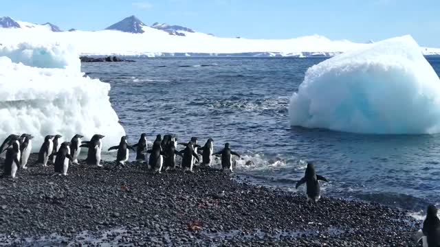 PENGUIN BEACH PARTY