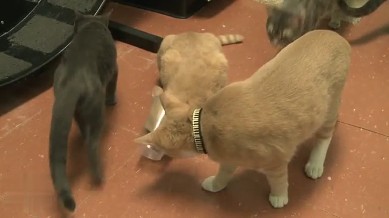 Cat's head stuck in plastic cup