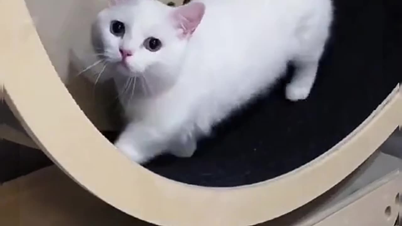 lol,She has to do some sportsš¤£#fyp #sports #cat #pet #foryou #animals #bts #blackpink