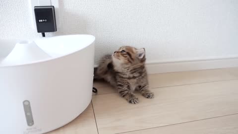 子猫のイタズラ心に火がついちゃいました...