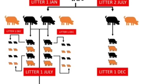 Feral Pig reproduction rates in the United States