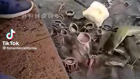 Feeding my huge number on my fish