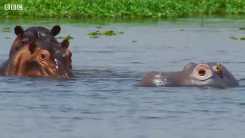 The 'Beauty' Regime of Hippos | Spy In The Wild | BBC Earth