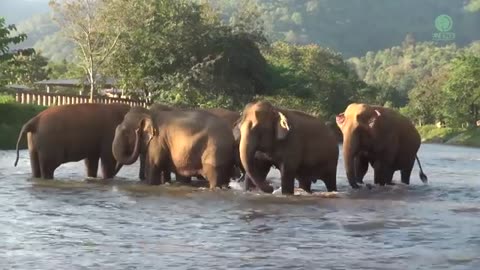 Elephants Ran To Reunion With The Favorite People Who Away For 14 Months - ElephantNews