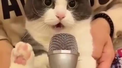 Singing Cat