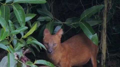 Dhole 🦊 One Of The Wild Dogs You Didn't Know Existed #shorts