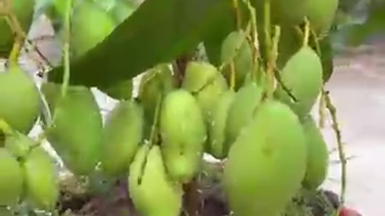 Easy growing Mangoes🥭🥭🥭