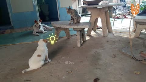 Angry Cat and Dog