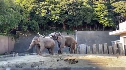 【Kanazawa zoo】Big tusker mating 🐘🦣2022.12.28【Asian elephants】