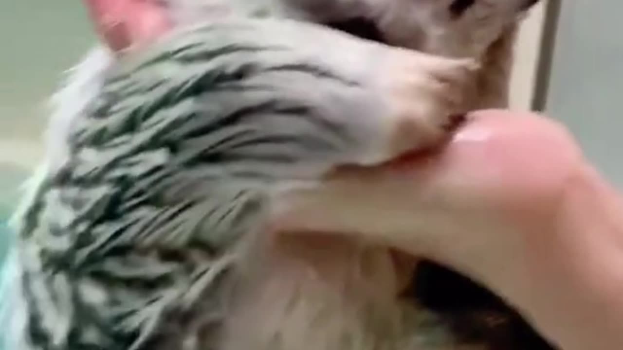 Best funny animal