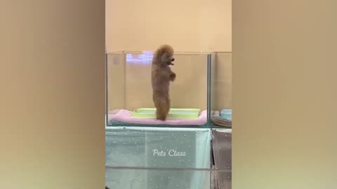 "Laugh Out Loud: The Funniest Animal Moments Caught on Camera!"