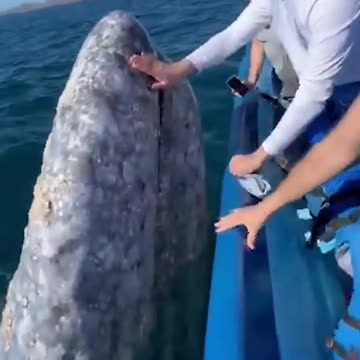 Gr liton Natural Clips, Natural Video Clips # - 65