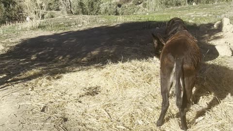 Life in the countryside in Fez (Morocco)