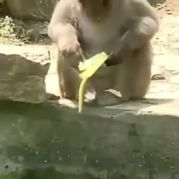 These are the funniest animals